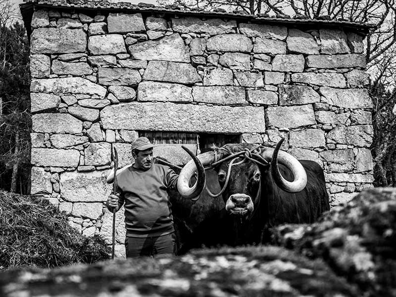 blog-ganadero