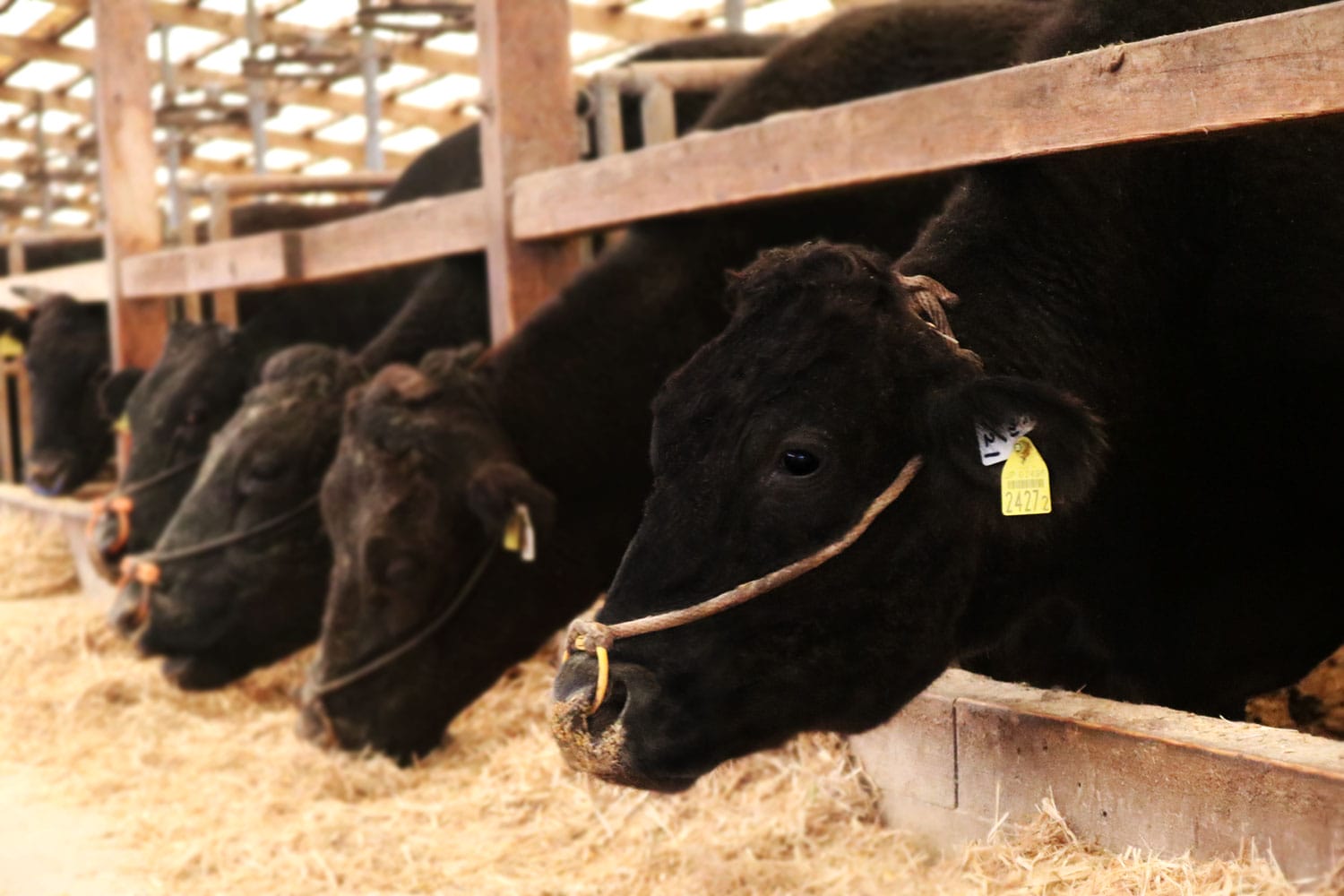 wagyus-japoneses vacas de raza wagyu en Japón