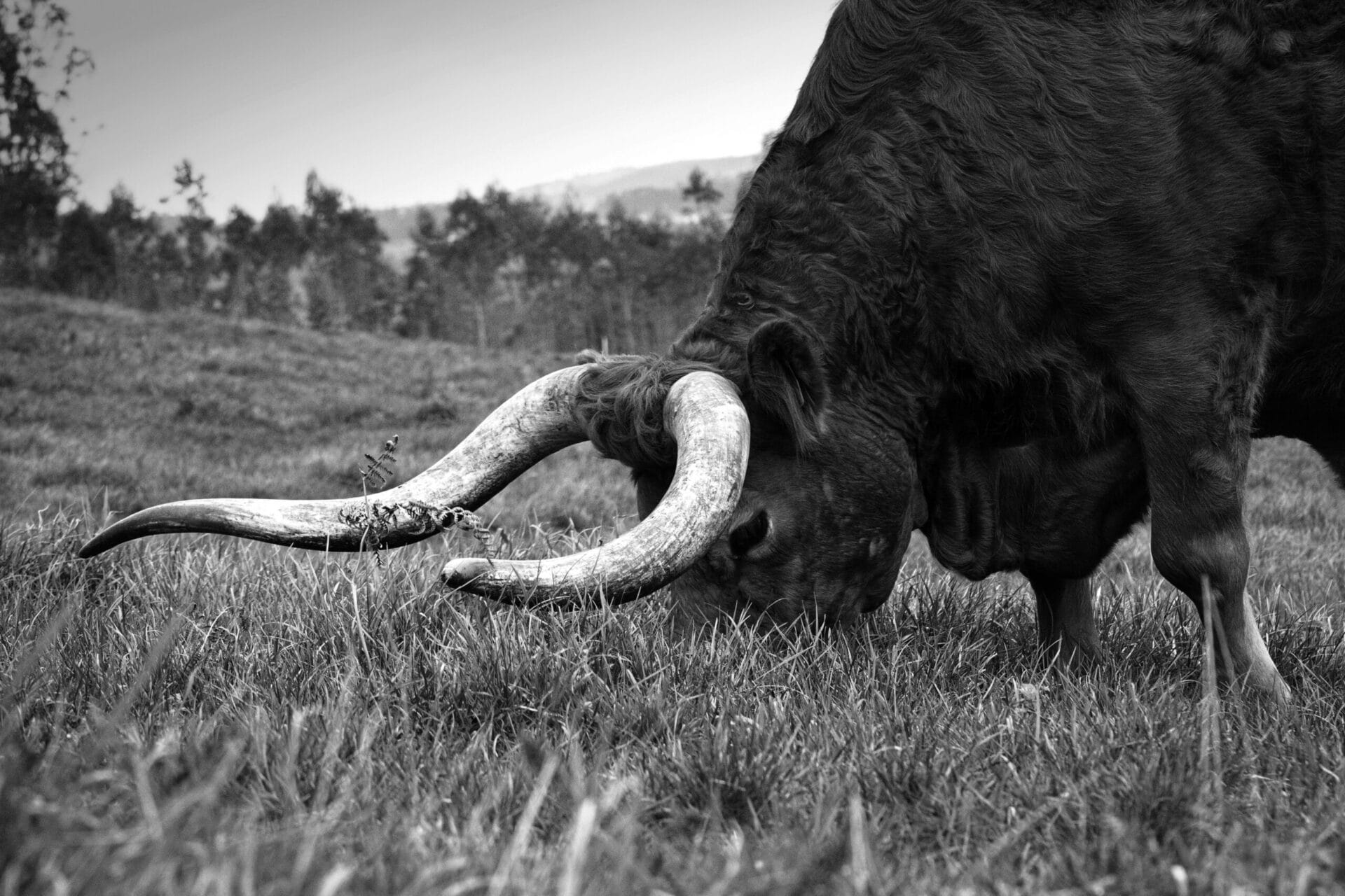buey finca coruña okelan