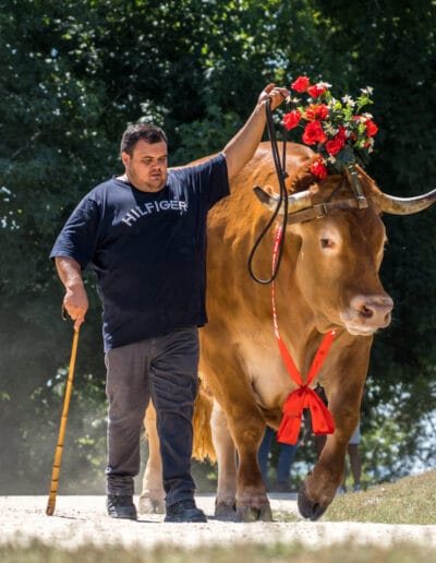Buey de Raza Minhota Zeus