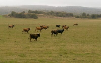 Razas autóctonas bovinas del País Vasco
